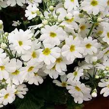 Pin On V Pl Primula