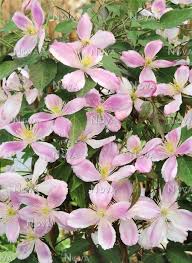 Plant on wires, stout strings or light wooden trellises. Clematis Giant Star Media Database