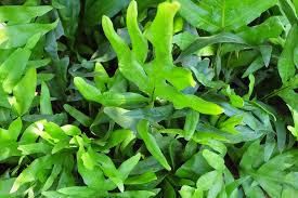 If your fern no longer produces leaves, its leaves begin growing smaller than they usually do, or the center of the fern is dead, it's time to divide the fern. 50 Types Of Ferns Indoor And Outdoor Species Of Ferns Plantsnap