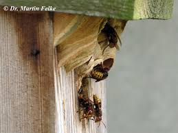 Die asiatische hornisse ( vespa velutina nigrithorax) ist eine ursprünglich aus südostasien stammende hornissenart. Menzel Schadlingsbekampfung Hornisse