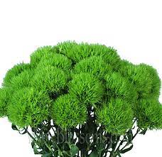 Green Dianthus Flower Dianthus Flowers For Sale Wholesale Flowers