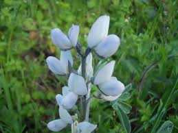 Maybe you would like to learn more about one of these? White Lupin Lupinus Albus Flower Grosseto Tuscany Italy Feedipedia