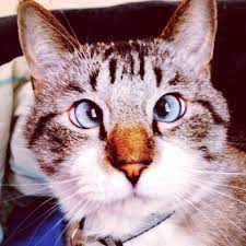 Spangles the Cross Eyed Kitty | Facebook