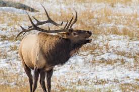 One of the first western states to accept applications is wyoming. 5 States With The Best Over The Counter Elk Hunting