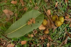 Image result for Pycnanthus angolensis