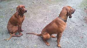 We did not find results for: Redbone Coonhounds Autumn Camouflage Speed Power Baying The Sense Of Adventure Part 2 Youtube