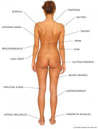 In the width of certain parts of the body. Parts Of Female Anatomy Anatomy Drawing Diagram