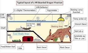 Expert Bearded Dragon Lighting Temperature Guide With Pictures