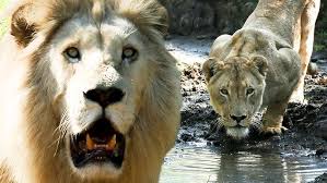 LIONS Have Fun in the Water | The Lion Whisperer