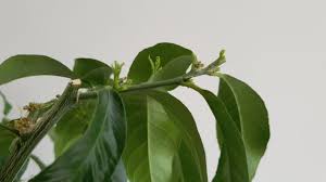 Indoors the lemon tree leaves have to contend with air currents from air con, forced air and radiators which sap the moisture from the leaves. Why Is My Lemon Tree Not Growing 7 Solutions Smart Garden Guide