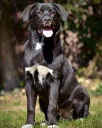 Mar 15, 2019 · the chocolate lab is a friendly, confident and loving dog. Aussiedor Is The Australian Shepherd Lab Mix Right For You K9 Web