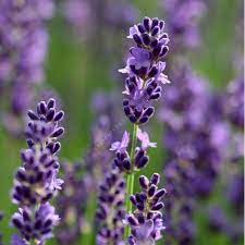 Lavandula angustifolia 'Havanna' , Lavande fine de jardin sec