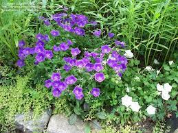 Plantfiles Pictures Campanula Carpathian Bellflower Carpathian Harebell Tussock Bellflower Blue Clips Campanula Carpa Little Garden Bellflower Campanula