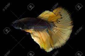 The yellow color were encoded by recessive genes. Luxury Betta Fish Siamese Fighting Fish Or Betta Splendens Yellow Stock Photo Picture And Royalty Free Image Image 84856111