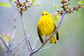 Find images of yellow warbler. Can Yellow Warblers Adapt To A Warmer Climate Scientific American