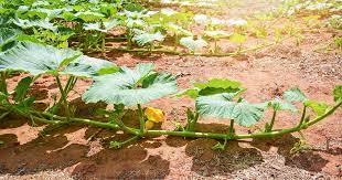 The seeds can be harvested and roasted, or even pressed for oil. When And How To Trim Pumpkin Vines Gardener S Path
