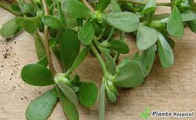 For example, vitamin a helps your eyes remain healthy as well as improve your immune. 10 Proven Health Benefits Of Purslane How To Eat How Is It Prepared