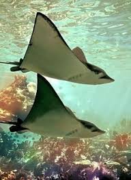 Maybe you would like to learn more about one of these? 130 Ideas De Mantarraya En 2021 Mantarraya Animales Marinos Mundo Marino