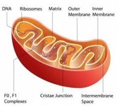 Maybe you would like to learn more about one of these? Mitochondria Cell Wall Chloroplasts Vacuole Cell Structure And Functions Class 8