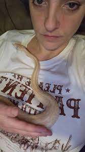 What is the species of the snake in the photo?