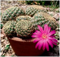 We'll have them on the menu for the cactus blue food truck. Myron Kimnach 1922 2018