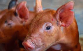 Hearts On Noses A Mini Pig Sanctuary