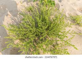 Image result for Caroxylon littoralis