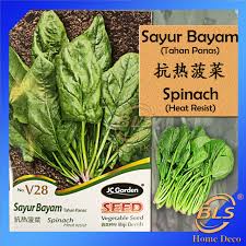 Aneka kreasi olahan sayuran bayam segar banyak juga jenis dan variasi yang tersedia ada yang pake kuah santan, tumis. V28 Spinach Heat Resist Jc Garden Vegetable Seed Biji Benih Sayur Bayam Lazada