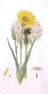 Botanical Print Danelion Botanical Drawings Botanical Flowers Botanical Illustration