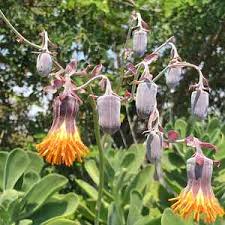 Image result for Senecio purpureus