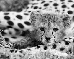 Black And White Cheetah Photography Baby Cheetah Photo Black And White Print Baby Animal Etsy Baby Animals Pictures Cute Baby Animals Wild Cats