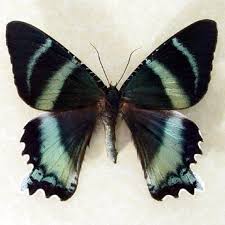 Zodiac Moth Real Framed Museum Shadowbox Display 445 Etsy In 2021 Moth Insects Butterfly Frame