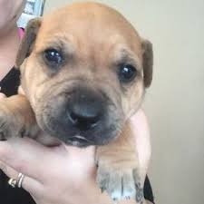 You are browsing dogs & puppies for sale and wanted classifieds in cape breton. Droll Staffy Puppies For Sale Cape Town Northern Suburbs L2sanpiero