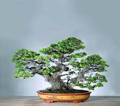 Bonsai Tree Bonsai Tree Care Bonsai Tree Types