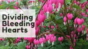 Permissions beyond the scope of this license may be available from thestaff@tvtropes.org. How To Divide Bleeding Hearts Y Garden Youtube