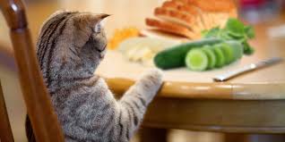 Cats should also be fed a diet as noted above, it's generally not good for cats. Human Food For Cats What Can Cats Eat