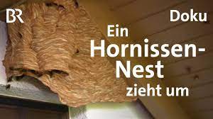 Vor zwei wochen wurde michael lucas ein hornissennest am berenbosteler see gemeldet. Hornissennest Am Haus So Werden Hornissen Umgesiedelt Zwischen Spessart Und Karwendel Br Youtube