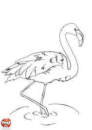 flamant rose coloriages nature et animaux coloriage logo du club de course avellaneda