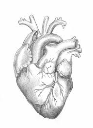 Students' drawing skills or on how. Anatomically Correct Pencil Drawing Of A Heart Heart Pencil Drawing Human Heart Drawing Pencil Drawings