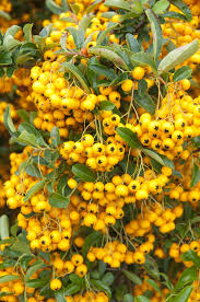 Image result for Pyracantha
