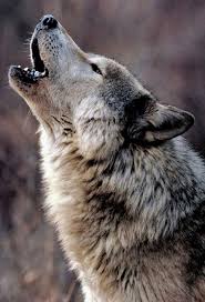 Pin By Michaelcbrown On Wildlife Photography In 2020 Wolf Spirit Animal Wolf Dog Wolf Photography