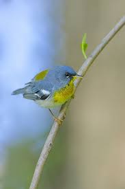 Birds Native To Maryland Northern Parula Setophaga Americana Bethesda Maryland Pretty Birds Beautiful Birds Americana