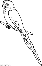 Parakeet Coloring Pages In 2020 Coloring Pages Bird Coloring Pages Color