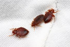 There's a ton you can do yourself. How To Get Rid Of Bed Bugs Pesti Pest Control Perth