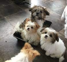 We are so humbled & thankful for these accomplishments. Mi Ki Dogs Uk Mikisgalore Twitter