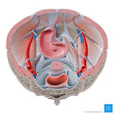 Uterine Artery Anatomy Branches Supply Kenhub