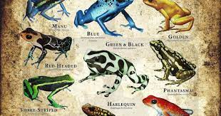 Poison Dart Frogs Poster Print Etsy Dart Frog Poison Dart Frogs Frog