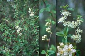 Image result for Prunus