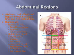The left hypochondriac region is completely in the lower left quadrant of the abdomen: Abdominal Thorax And Throat Injuries Ppt Download