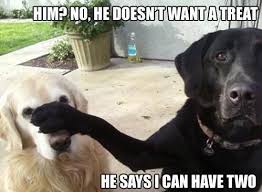 Hilarious Dog Pooch Meme Caption Photo Funny Dog Photos Funny Dog Pictures Funny Animals